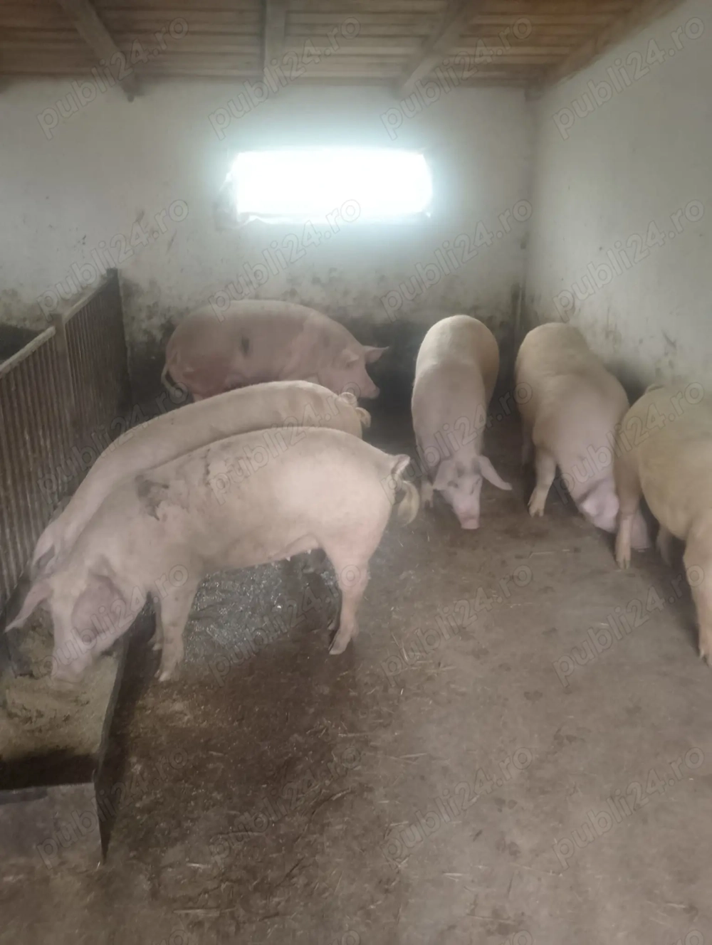 Porci românești cu coada de vânzare 