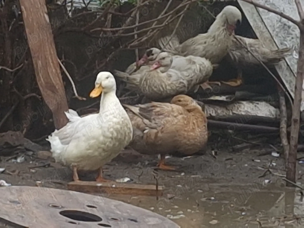 Vând rațe. Am mature,dar și mai mici. 