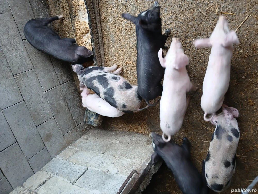 vând purcei  vând purcei