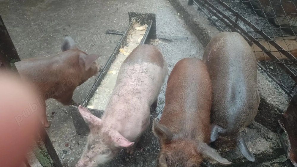 Purcei de vanzare  - Comuna Polovragi, Judetul Gorj