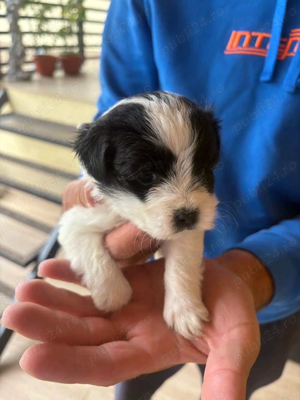 Bichoni havanezi Bichoni havanezi