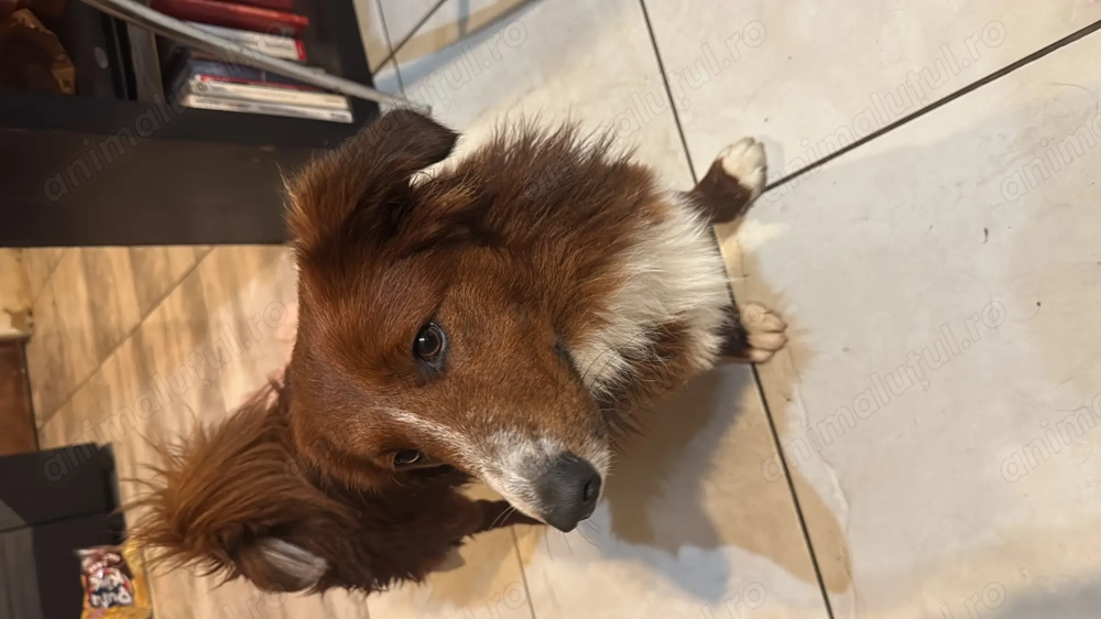 Caine salvat de pe strada 