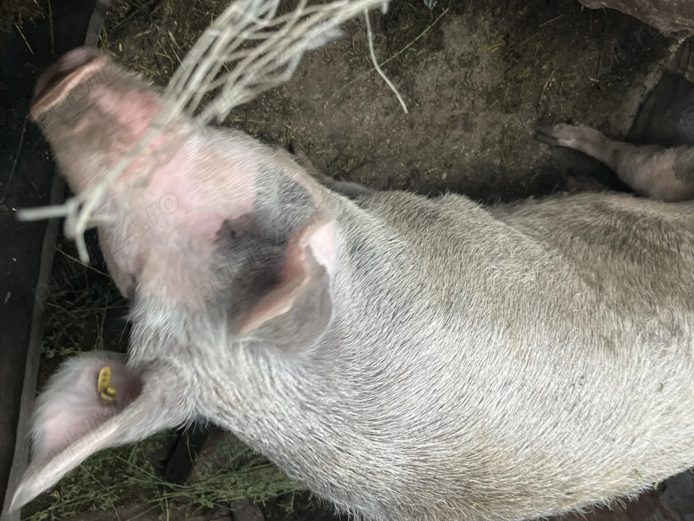 Purcea de vânzare 2 ani  Purcea de vânzare 2 ani