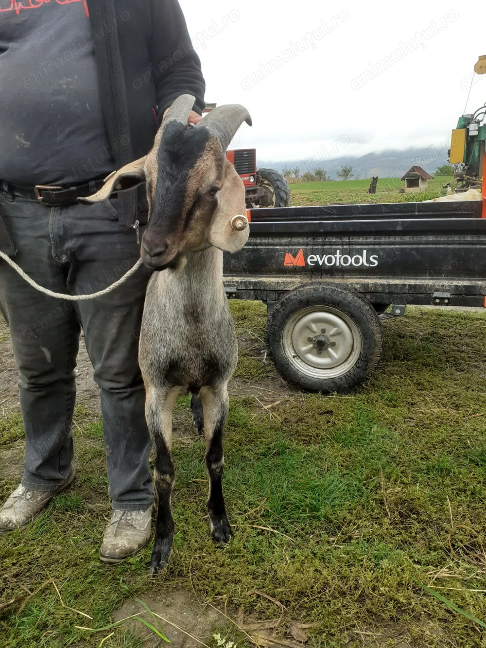 Vând țap Alpina Franceza Vând țap Alpina Franceza