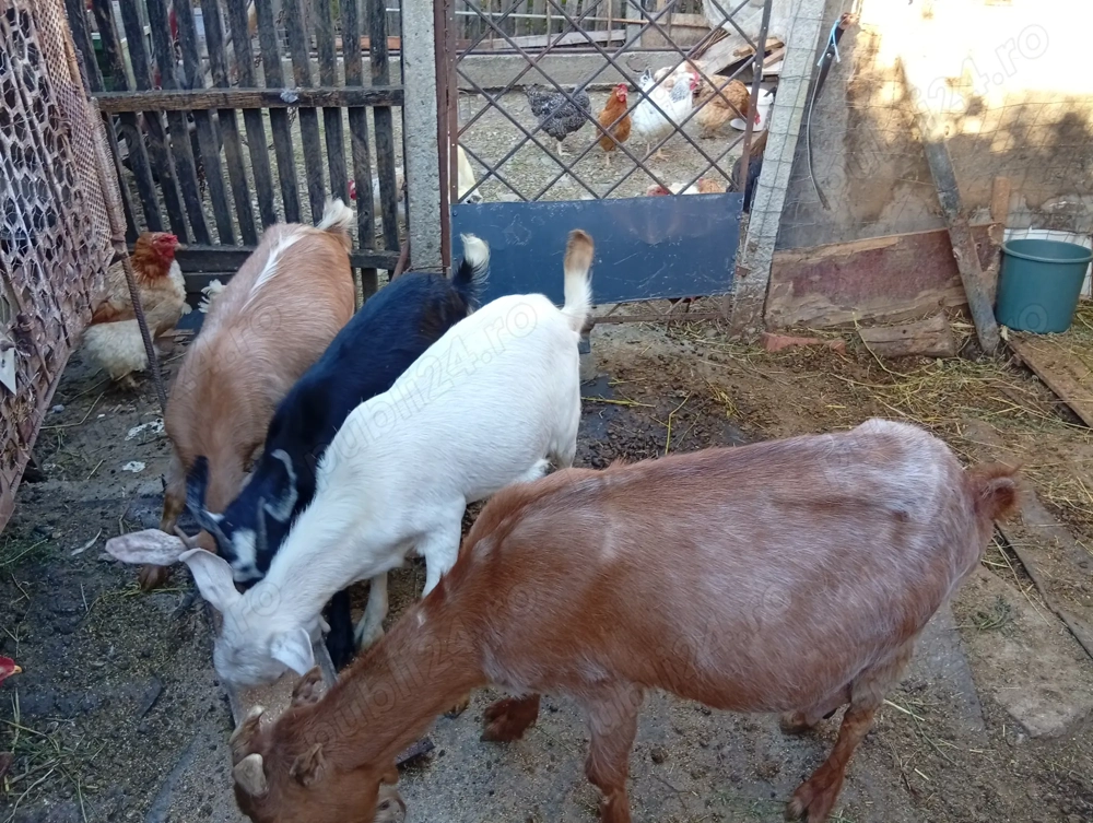 Casă nouă  Casă nouă