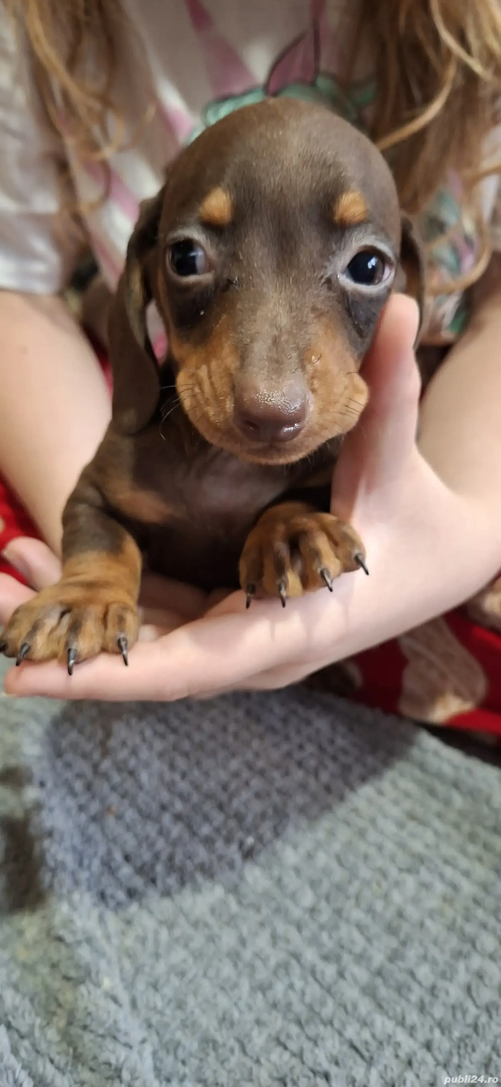 Teckel ciocolatiu Teckel ciocolatiu