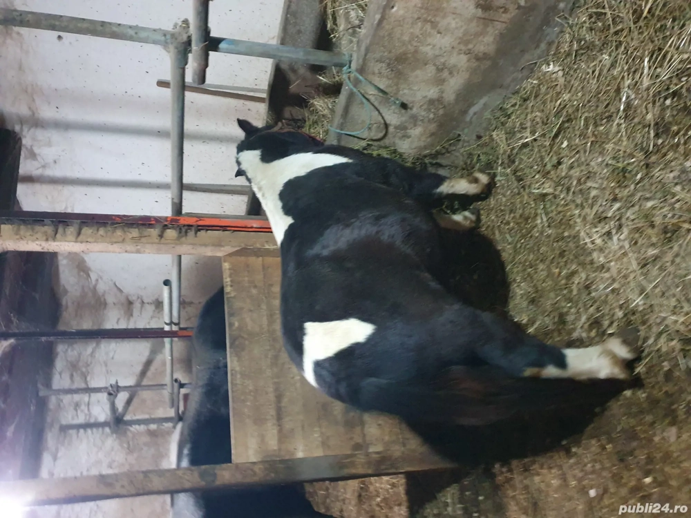 ponei de vanzare ponei de vanzare