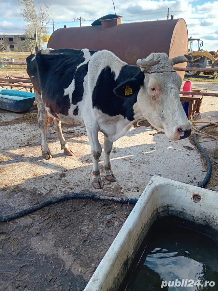 vacă holștain  vacă holștain