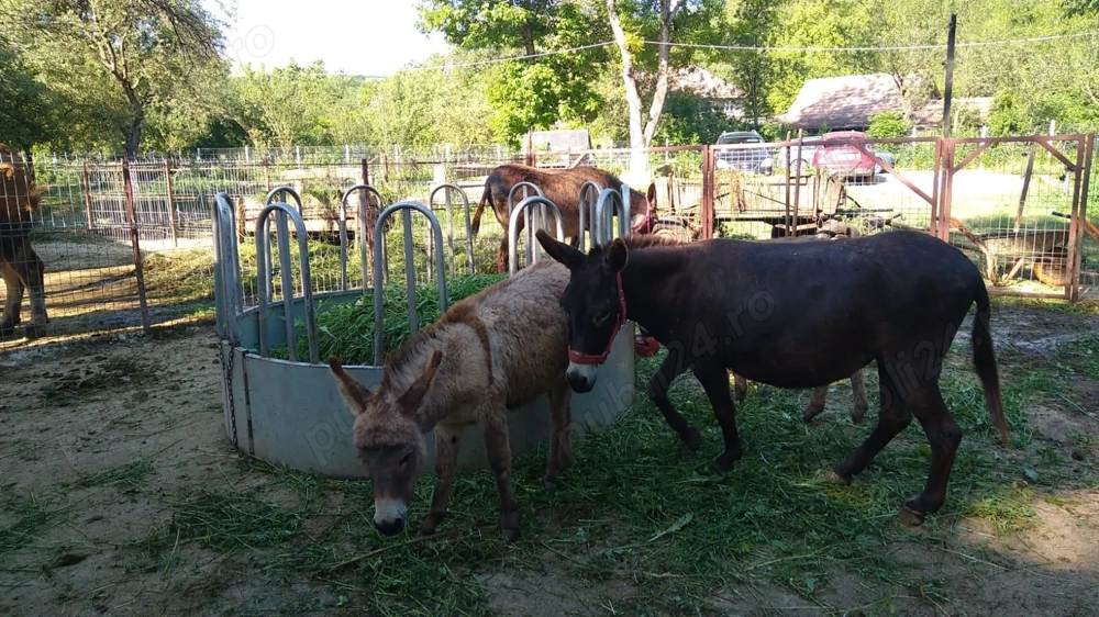 Vand 2 magarite cu pui Vand 2 magarite cu pui