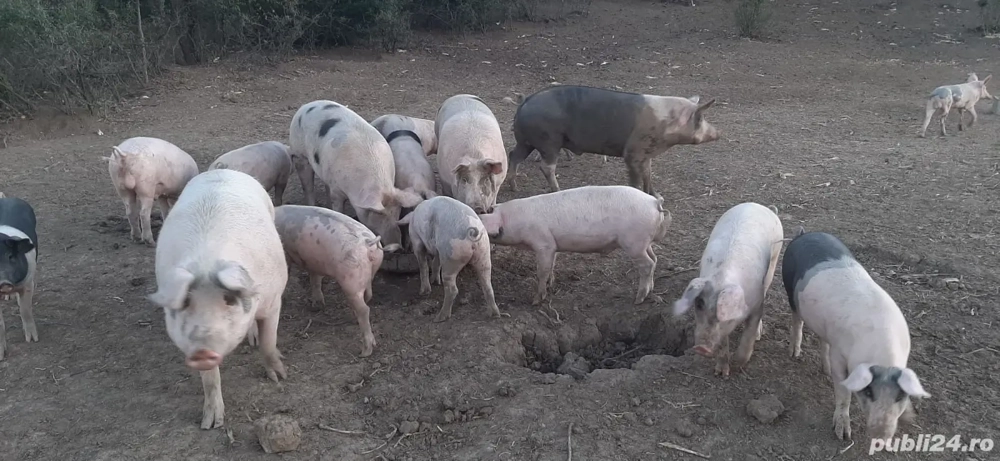 Vând porci grăsuni rasă bună