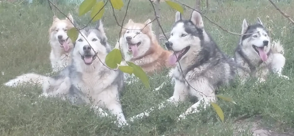 Vand pui husky siberian