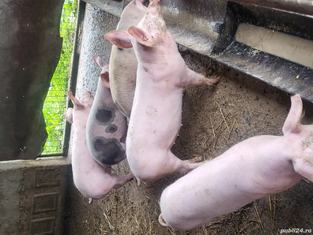 vand purcei, soldani