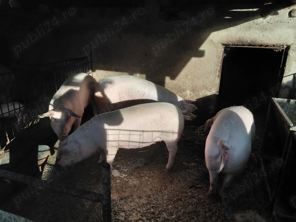 Vând porci  Vând porci