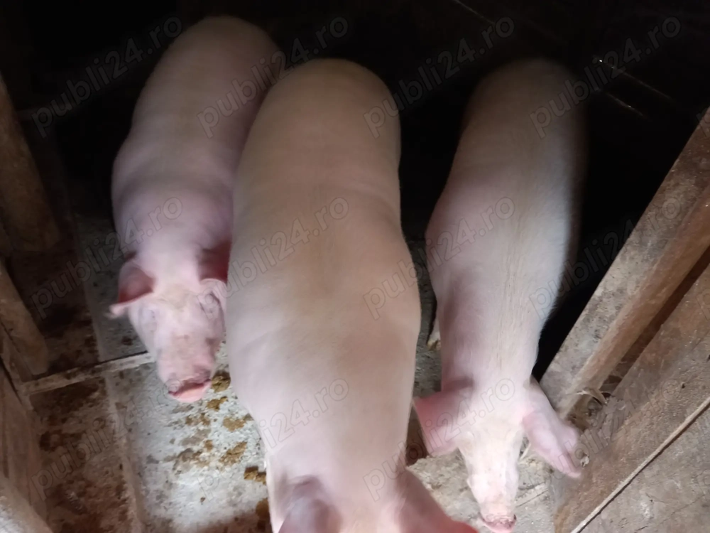 Porci grași spre vinzare.