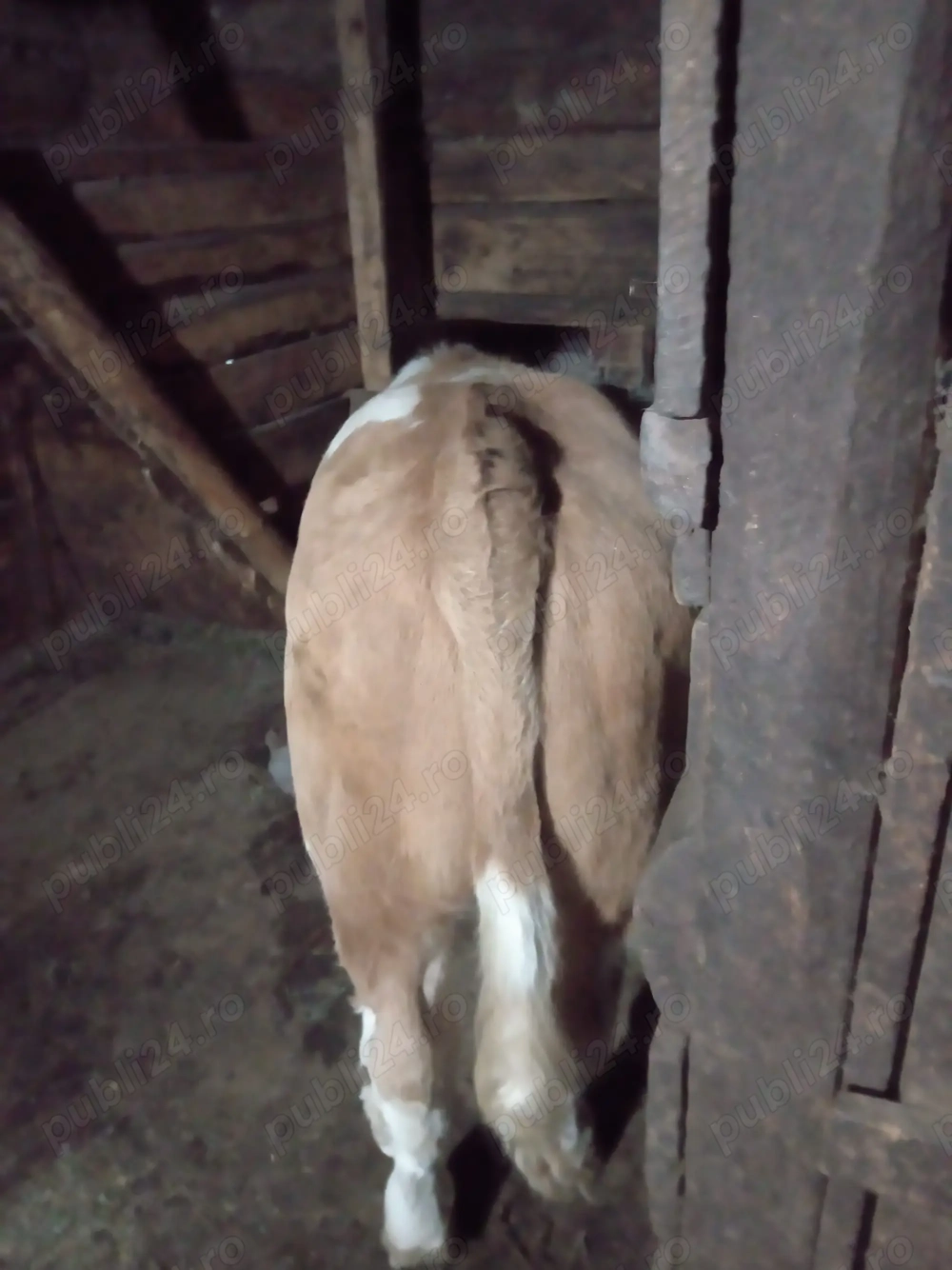 Vițel de vânzare 