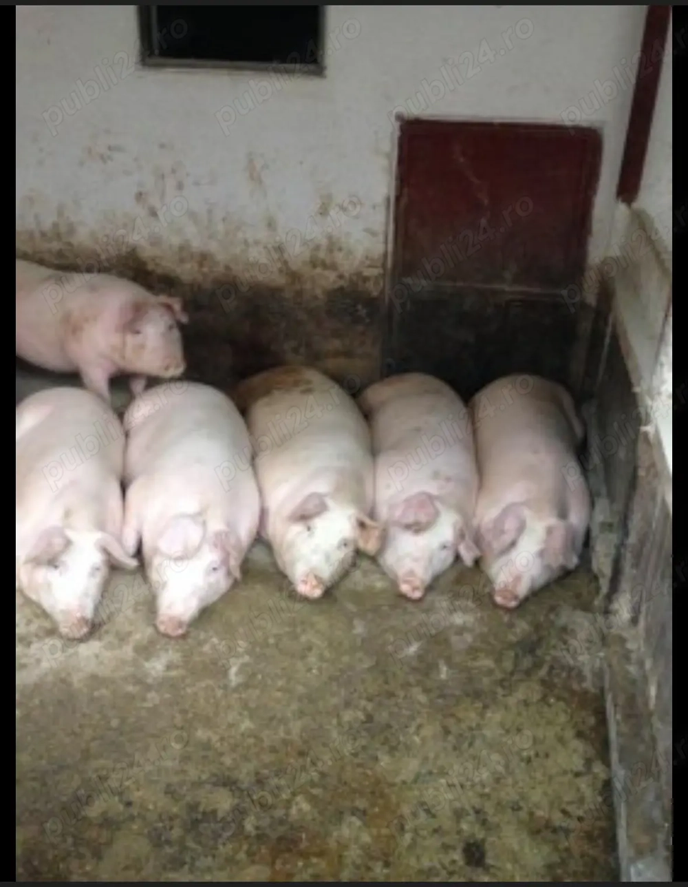 Vând porci de carne ! Vând porci de carne !