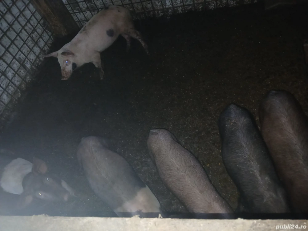 purcei de vanzare purcei de vanzare