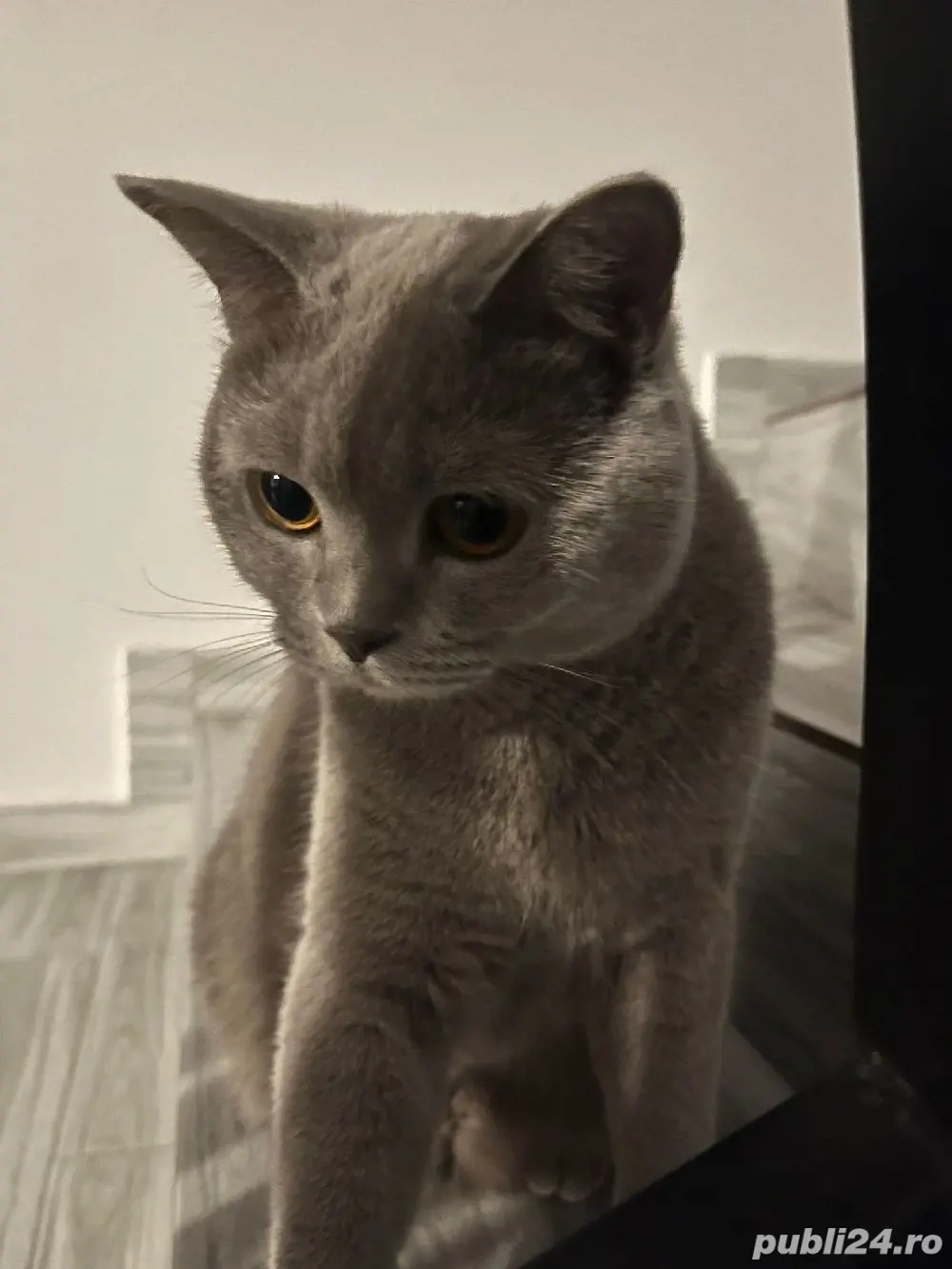 British motan în vârstă de 5 luni