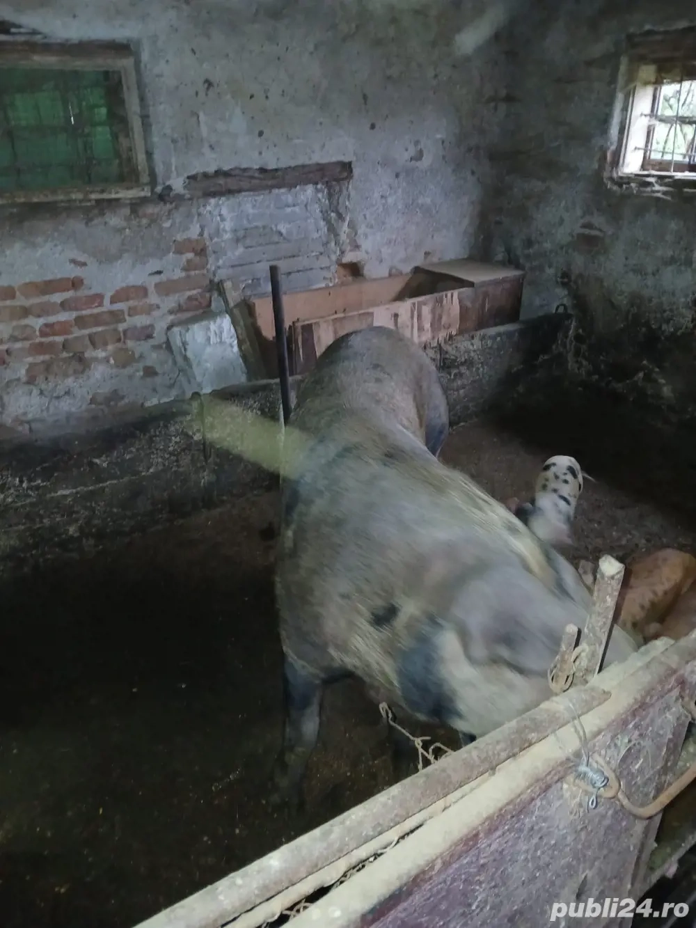 Scroafa cu 5 purcei  Scroafa cu 5 purcei