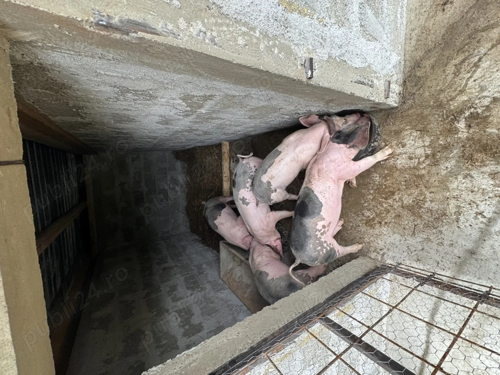 Purcei Pietran înțărcați  Purcei Pietran înțărcați