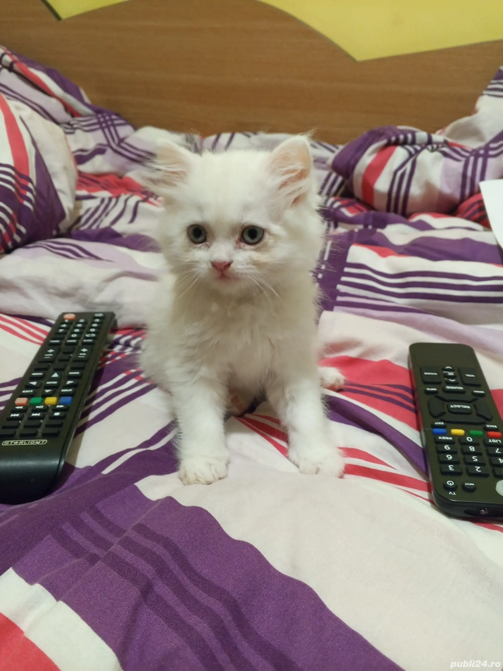 Vand pui alb,metis,rasa British Shorthair,