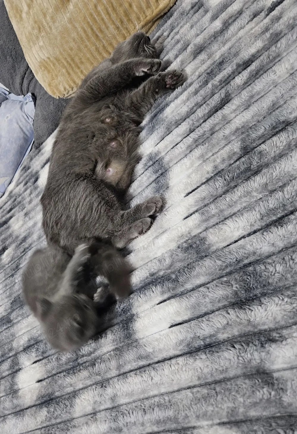 4 pui british shorthair  4 pui british shorthair