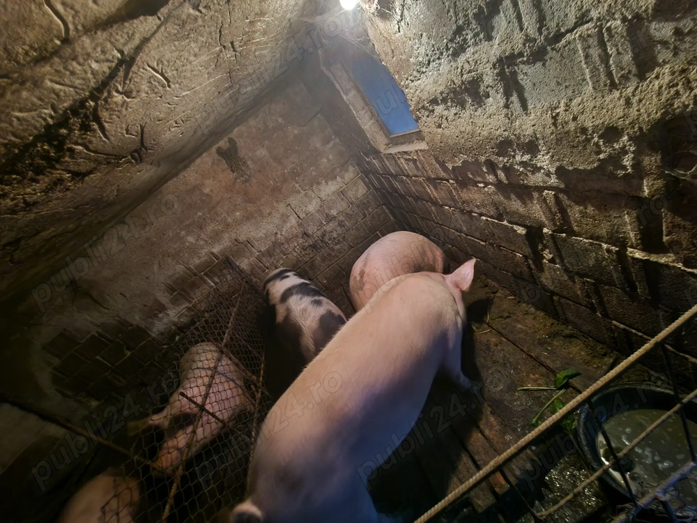 Vând porci Vând porci