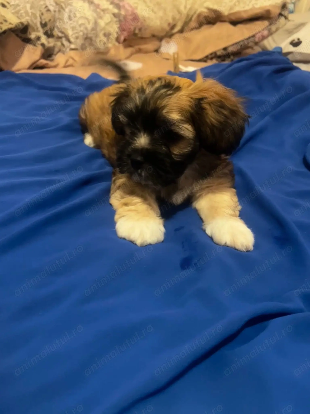 Vând bichoni havaiani Vând bichoni havaiani