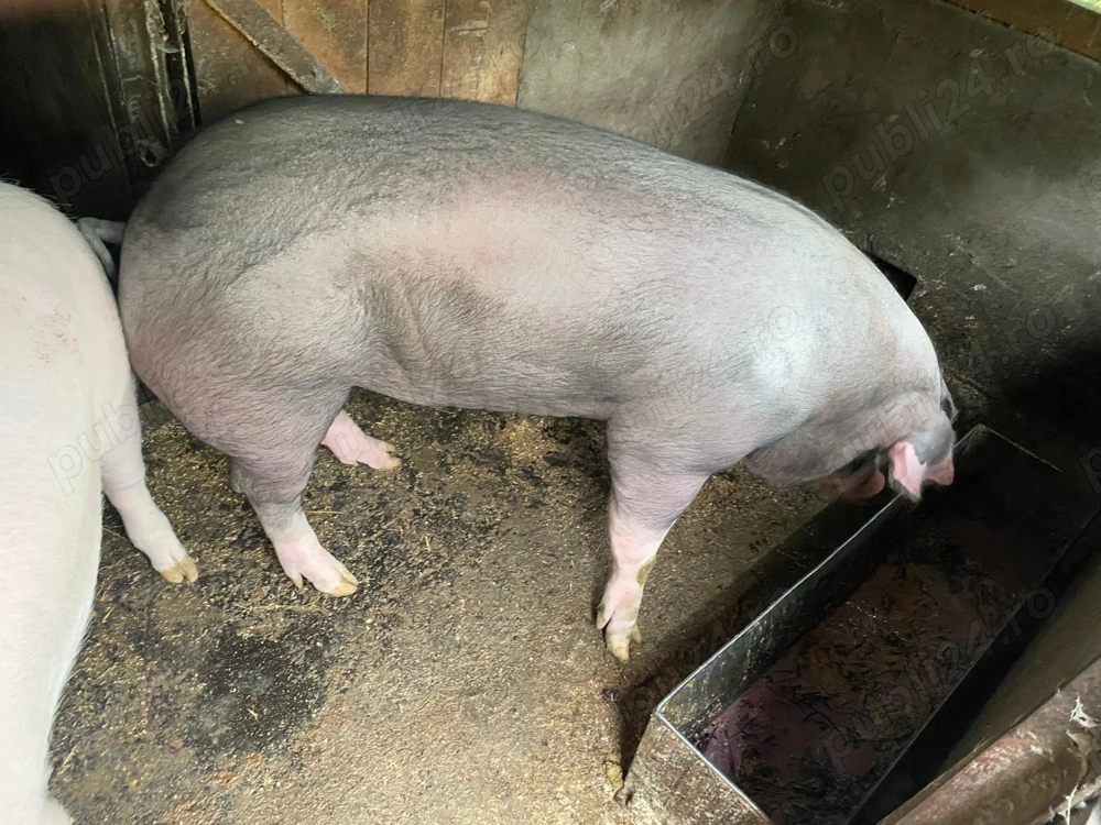 Porci de vanzare  Porci de vanzare