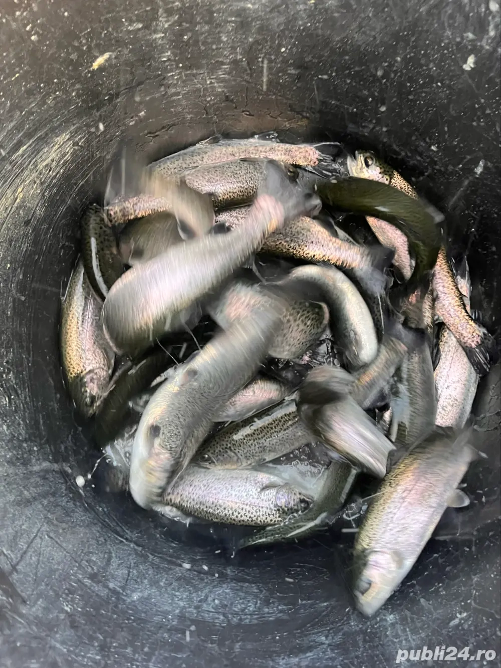 pastrav curcubeu 300-500 de grame