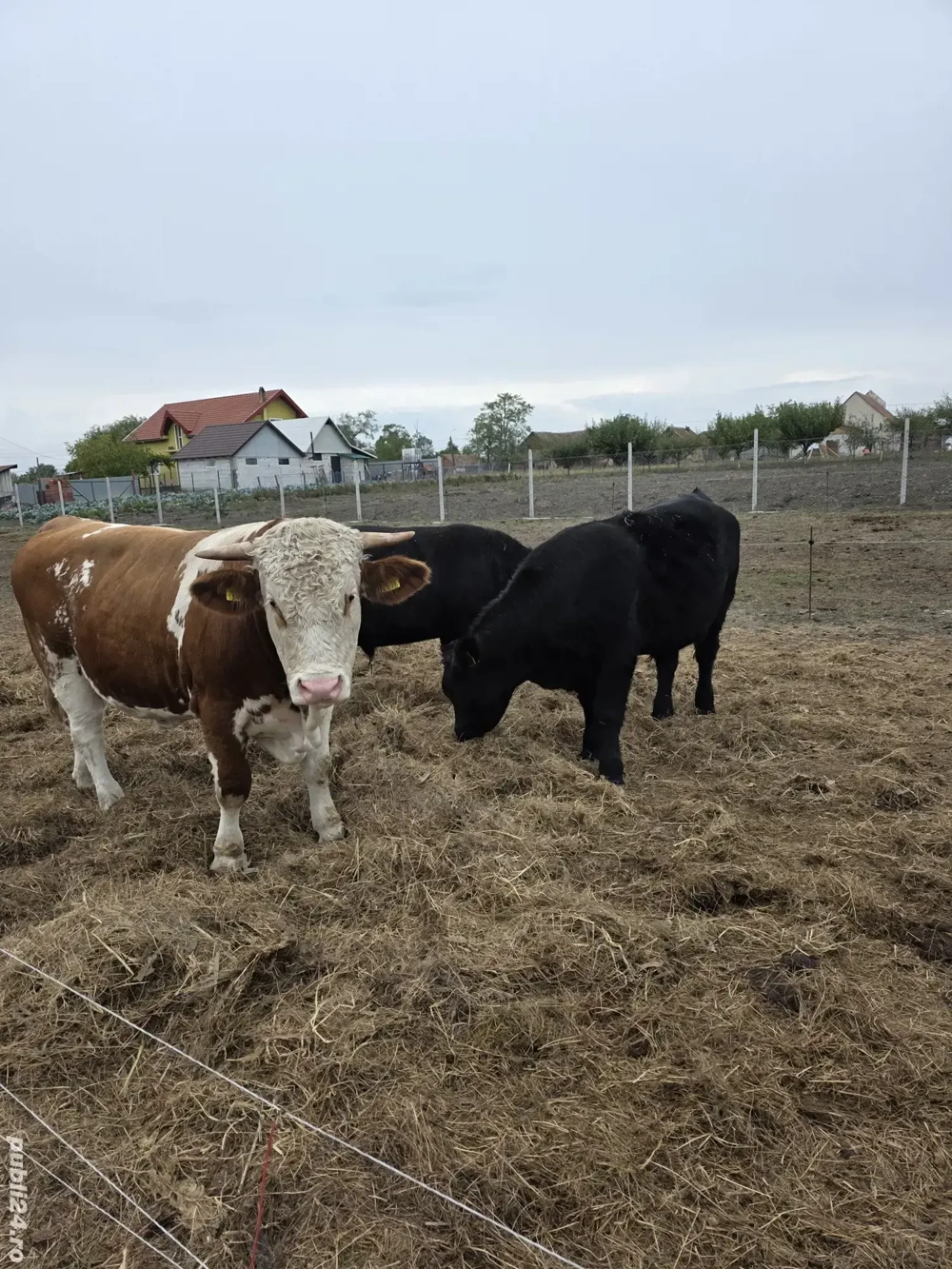 Carne proaspătă de vițel. Crescuta liber, 100% natural, 0% chimicale