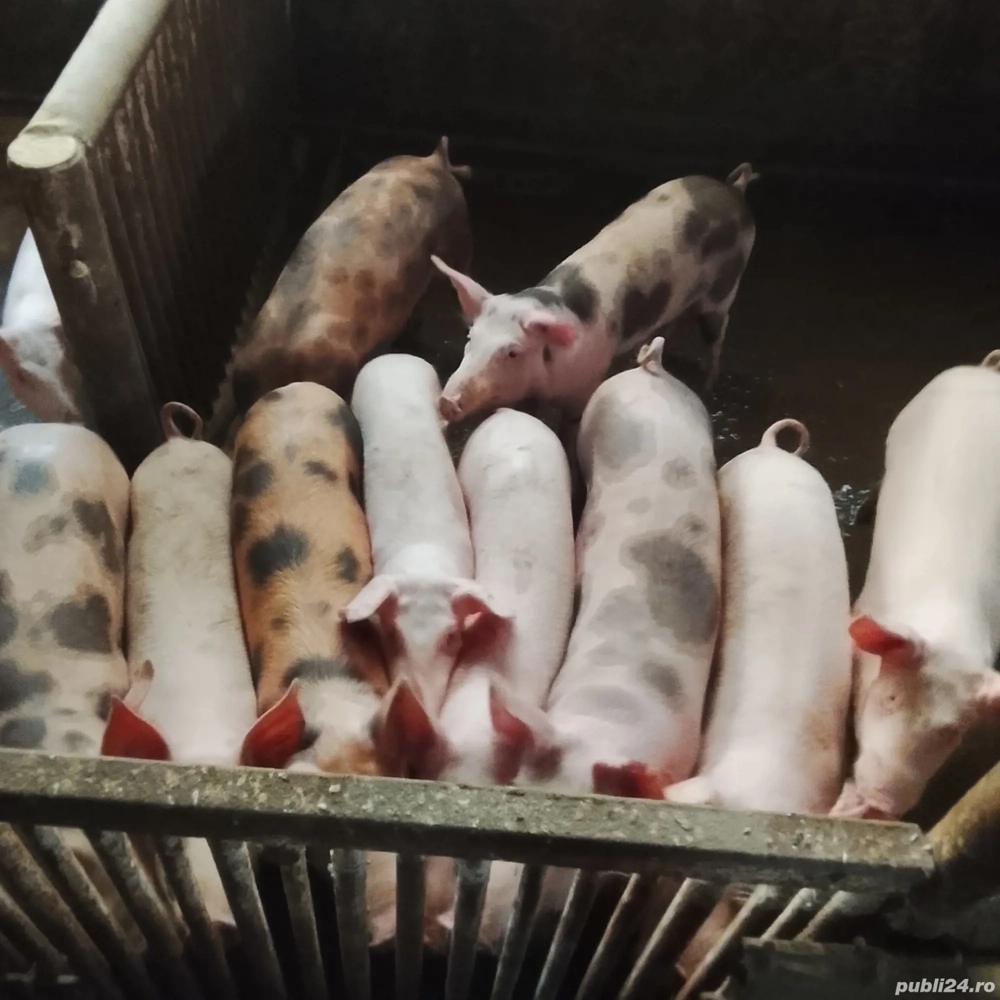 de vanzare grasuni  de vanzare grasuni