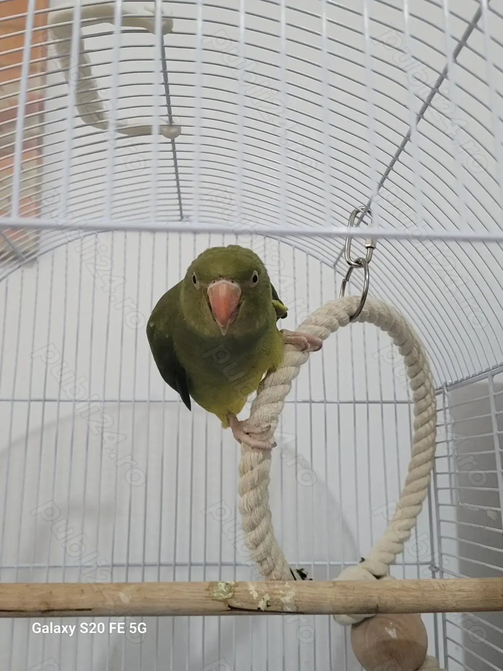 Vând Papagal vorbitor Micul Alexandru  Vând Papagal vorbitor Micul Alexandru