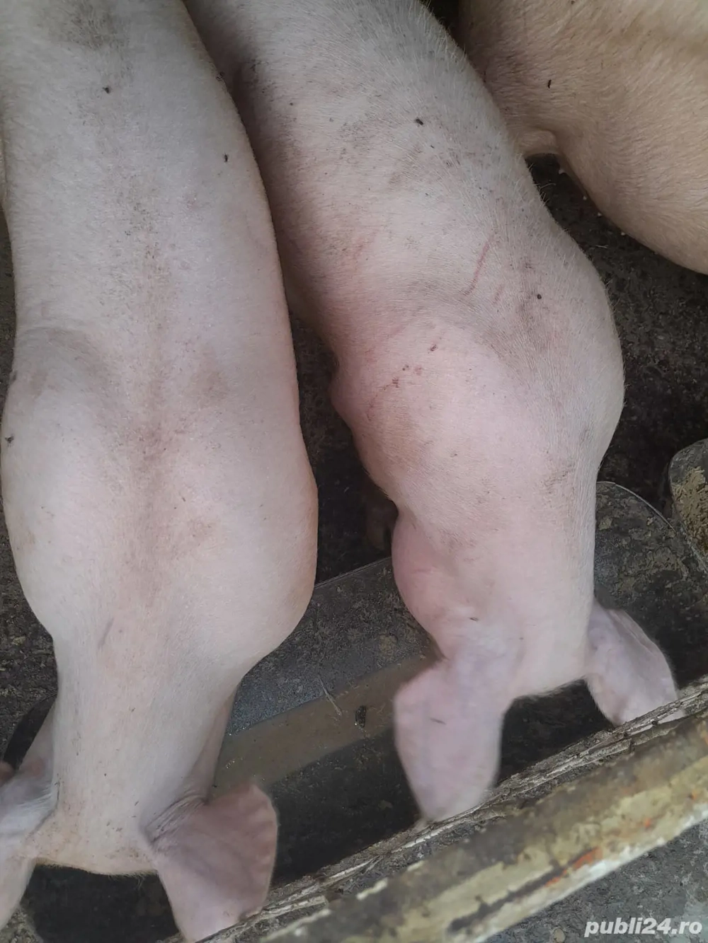 Porci de vânzare Porci de vânzare