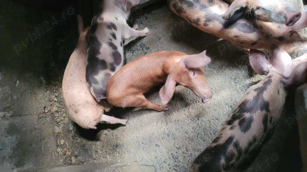 Vand purcei de rasa (pietrani)