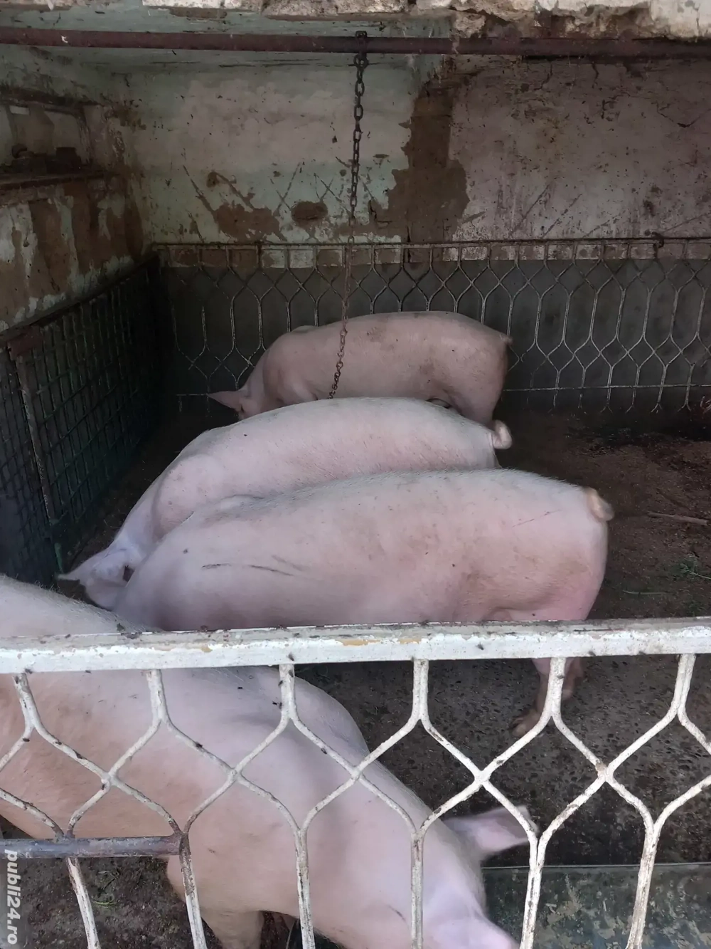 Porci de vânzare  Porci de vânzare