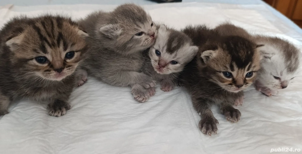 Pisici British shorthair si scotish fold Pisici British shorthair si scotish fold