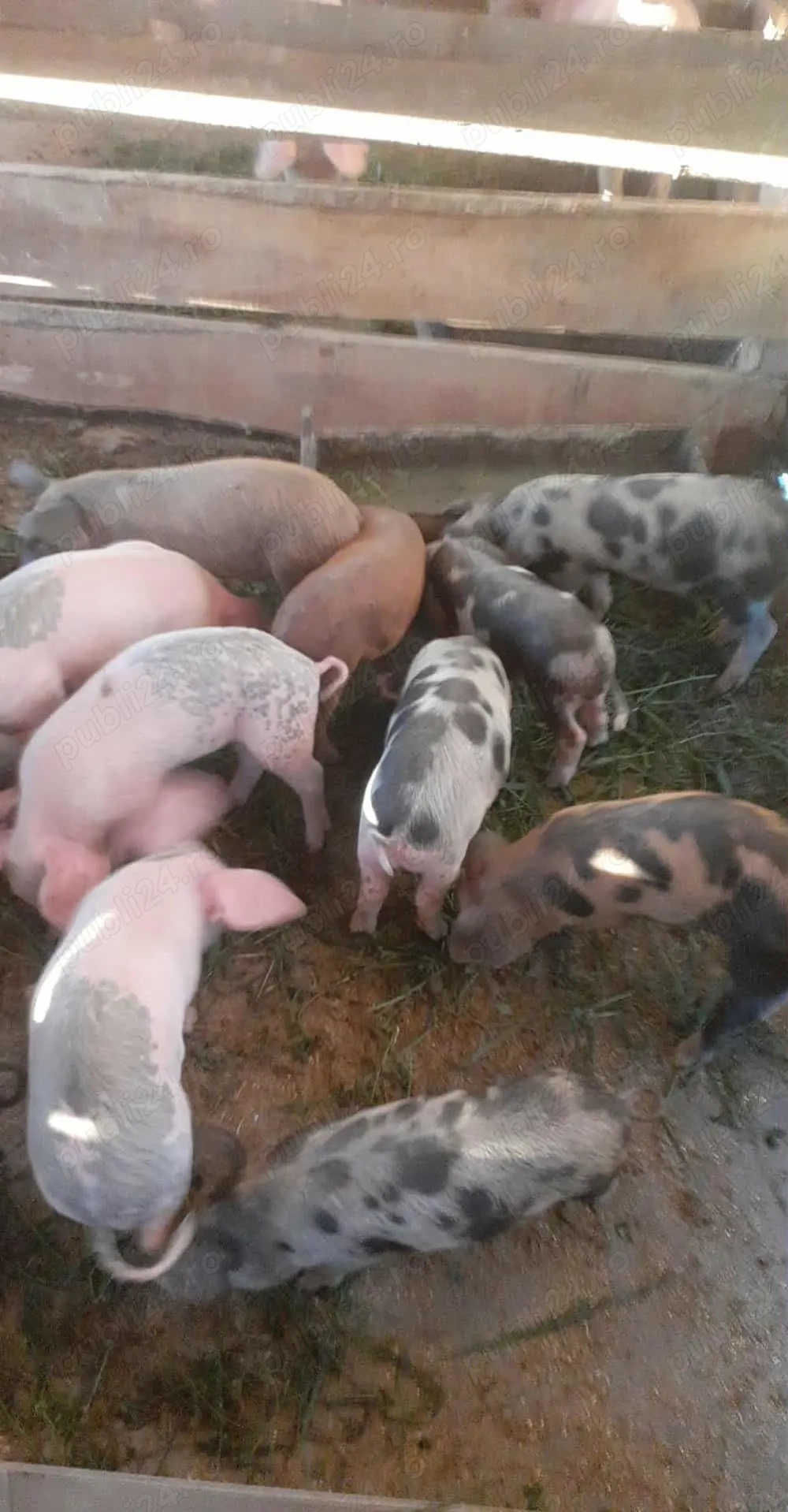 Caută alta casa Caută alta casa