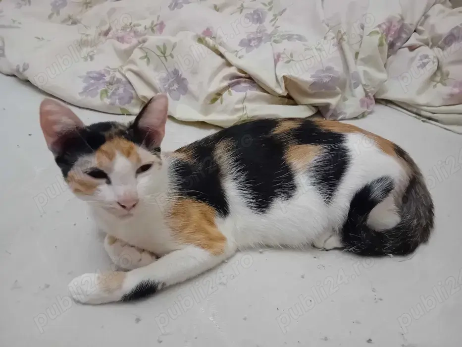 Donez pisicuta in varsta de 1 an Dambovita