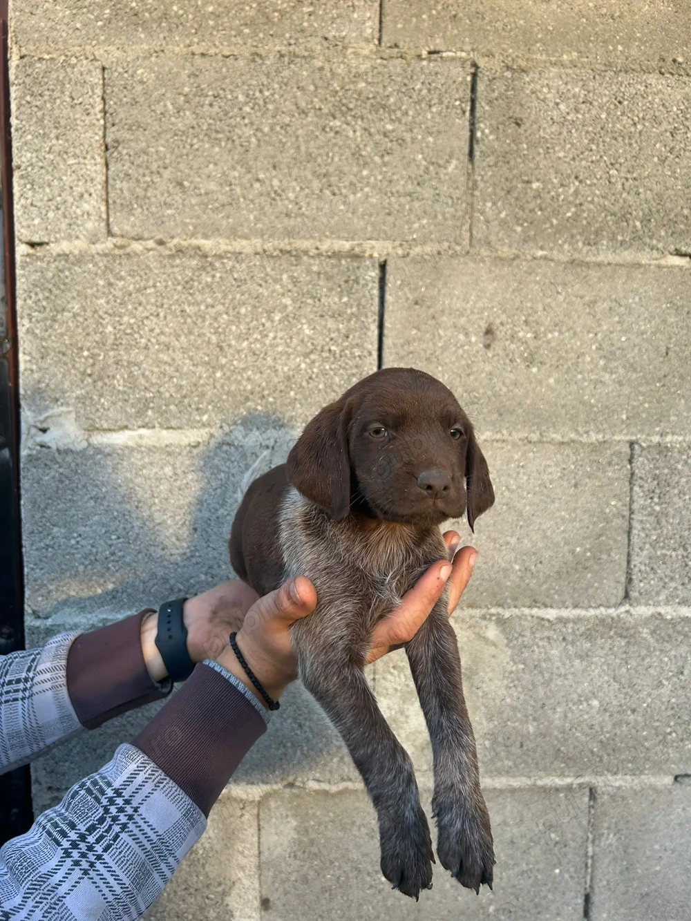 Catei Brac German par scurt