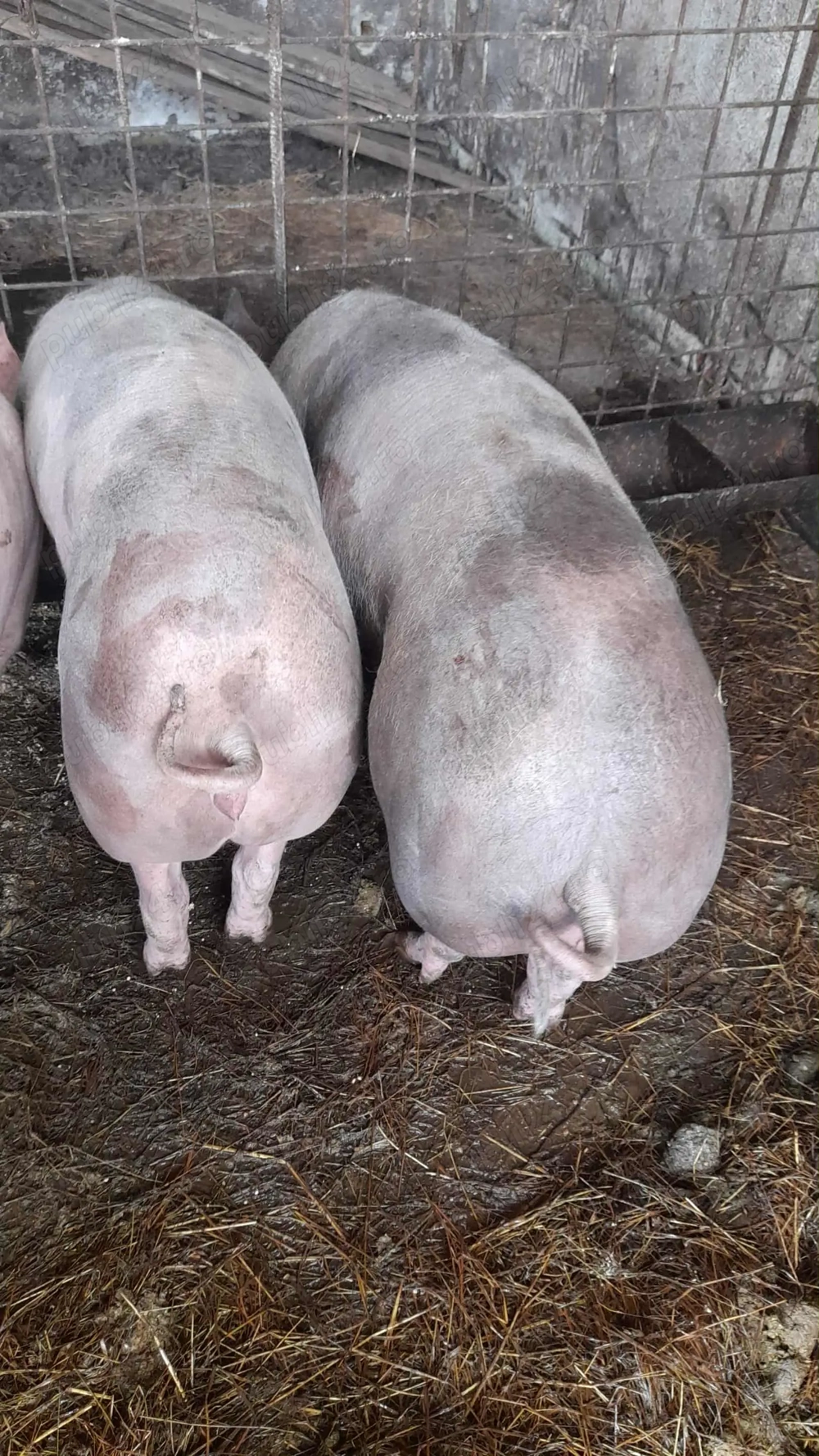 Vând porci de carne! Vând porci de carne!