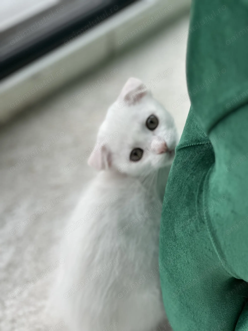 Puiuți Scottish Fold