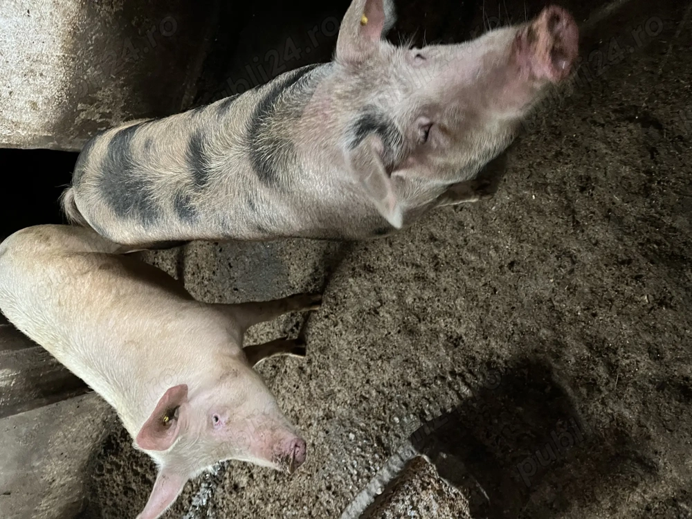 Porci de vânzare 
