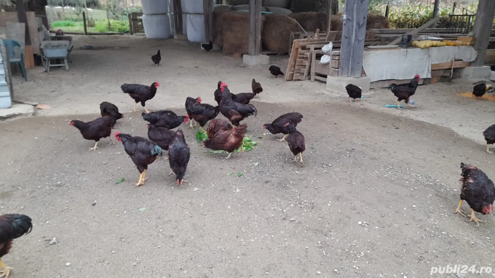 De vânzare găini Rhode Island 