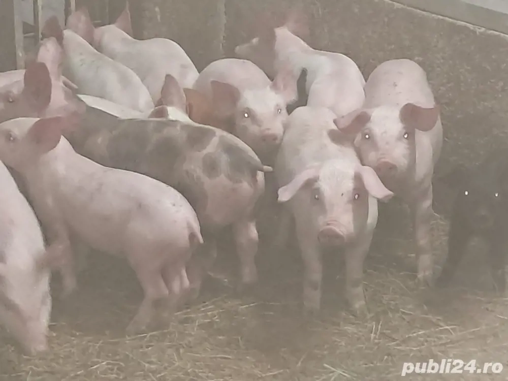 purcei de toate vârstele purcei de toate vârstele