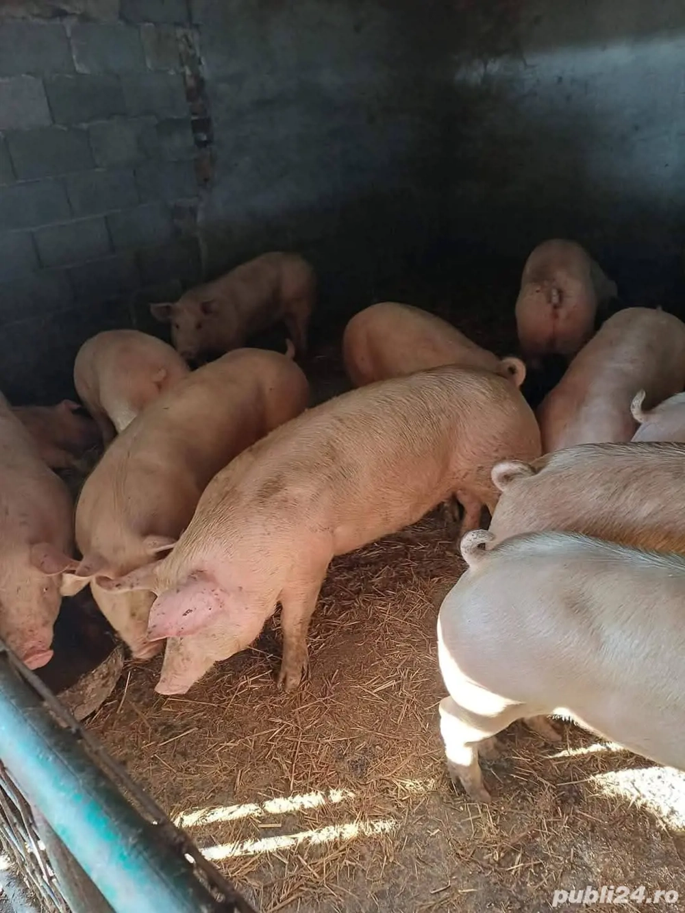 vindem porci vindem porci