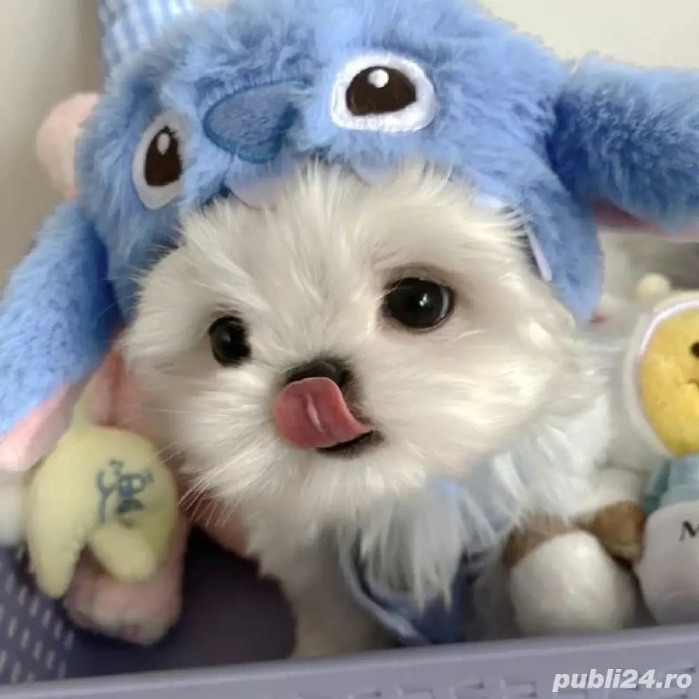 Bichon maltez mini toy