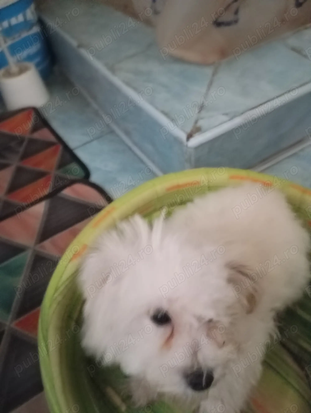 Câine bișon Câine bișon