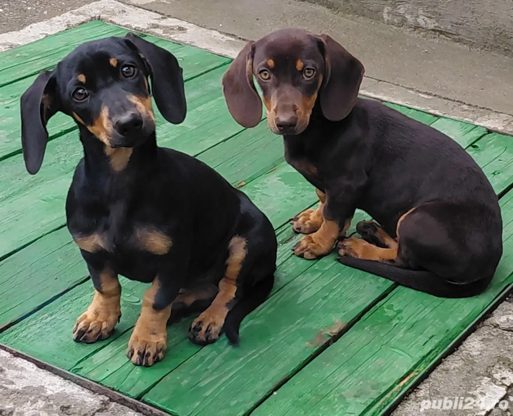 Două fetite teckel   Două fetite teckel