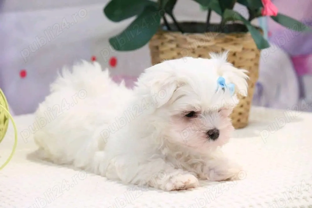 Vand pui de bichon maltez